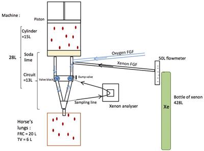 The Modification and Performance of a Large Animal Anesthesia Machine (Tafonius®) in Order to Deliver Xenon to a Horse